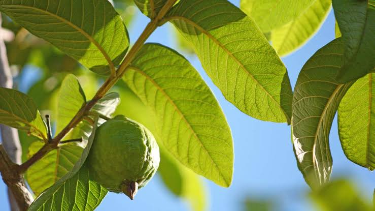 Guava leaves