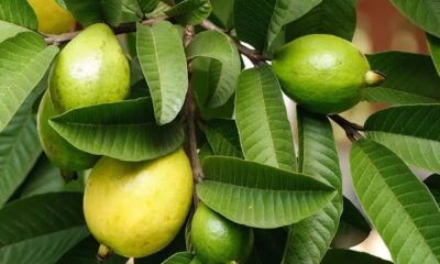 Guava Leaves