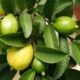 Guava Leaves