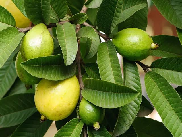 Guava Leaves