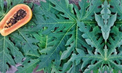 Papaya leaf