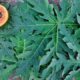 Papaya leaf