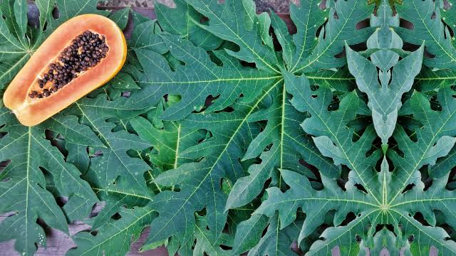 Papaya leaf