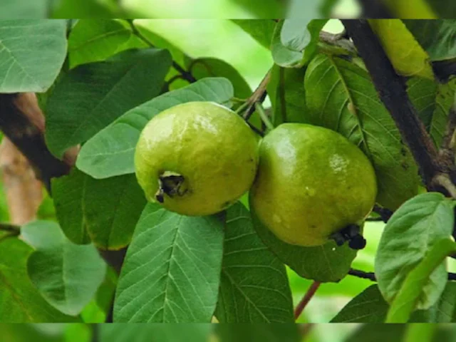 Guava leaves 